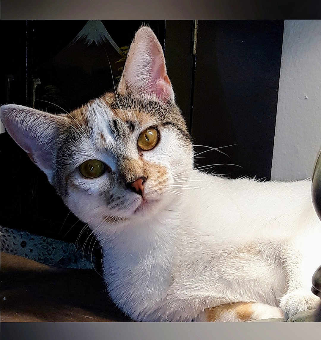 Willow