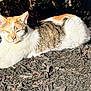 Willow is registered to the contest to win money with this photo: adorable, animal, calm, cat, closeup, daylight, fur, garden, mammal, mulch, nature, outdoor, pet, relaxing, resting, shadow, stretching, sunlight, whiskers, wildlife