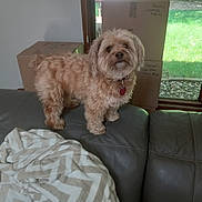 Copper is registered to the contest to win money with this photo: dog, small_dog, fluffy, couch, blanket, indoor, cardboard_boxes, window, greenery, grass, rocks, collar, pet_tag, home_interior, leather_couch, light, shadow, fur, standing, domestic_animal