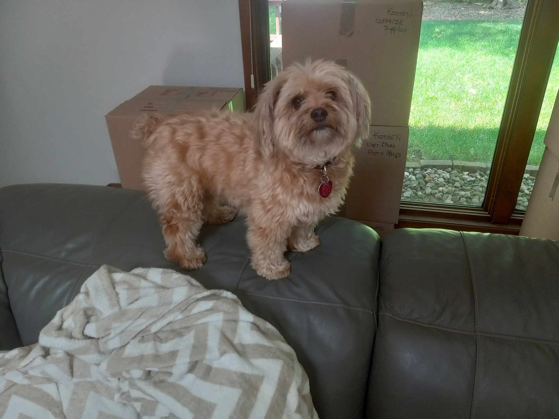 Copper is registered to the contest to win money with this photo: dog, small_dog, fluffy, couch, blanket, indoor, cardboard_boxes, window, greenery, grass, rocks, collar, pet_tag, home_interior, leather_couch, light, shadow, fur, standing, domestic_animal