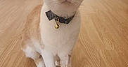 Perle participe au concours pour gagner de l'argent avec cette photo : cat, orange_cat, white_cat, pet, indoor, wooden_floor, collar, bell, cute, curious, animal, feline, sitting, looking, wide_eyes, domestic_cat, fur, whiskers, ears, floor