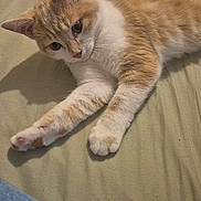 Perle a rejoint le concours — aidez-le/la à gagner de superbes lots ! cat, orange_cat, white_cat, pet, animal, feline, bed, green_bedspread, stretching, relaxed, indoor, fur, whiskers, paws, cute, domestic_animal, resting, looking, soft_light, cozy