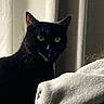 black_cat, cat, feline, green_eyes, whiskers, pointed_ears, fur, indoors, bedroom, blanket, bedding, curtain, portrait, pet, sitting, looking_at_camera, dark_fur, home, cozy, animal