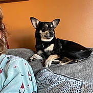 Lucy Parada is registered to the contest to win money with this photo: dog, small_dog, black_and_tan, chihuahua, pointy_ears, sitting, lying_down, couch, cushion, indoor, portrait, pet, animal, face, eyes, nose, fur, holiday_pajamas, blanket, living_room