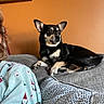 dog, small_dog, black_and_tan, chihuahua, pointy_ears, sitting, lying_down, couch, cushion, indoor, portrait, pet, animal, face, eyes, nose, fur, holiday_pajamas, blanket, living_room
