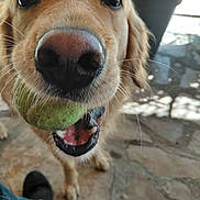 Guy Liebmann participe au concours pour gagner de l'argent avec cette photo : animal, canine, close_up, daylight, dog, footwear, fur, golden_retriever, happy, jeans, mouth, nose, outdoor, pet, playful, shoe, stone_patio, teeth, tennis_ball, whiskers