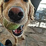 animal, canine, close_up, daylight, dog, footwear, fur, golden_retriever, happy, jeans, mouth, nose, outdoor, pet, playful, shoe, stone_patio, teeth, tennis_ball, whiskers