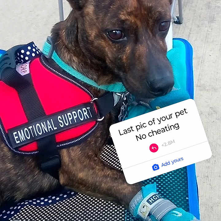 D.o.g.e