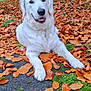 Mia a rejoint le concours — aidez-le/la à gagner de superbes lots ! dog, white_dog, golden_retriever, autumn, fallen_leaves, orange_leaves, green_moss, park, outdoor, nature, grass, trees, canine, pet, animal, laying_down, happy, fur, season, fall