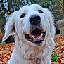 Mia participe au concours pour gagner de l'argent avec cette photo : dog, white_dog, happy, smiling, outdoor, autumn, leaves, trees, nature, pet, canine, fur, closeup, animal, playful, park, fall, tongue, collar, friendly