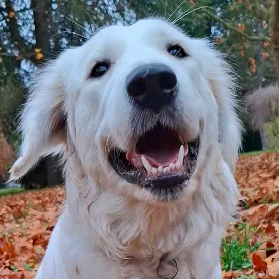 Mia participe au concours pour gagner de l'argent avec cette photo : animal, autumn, canine, closeup, collar, dog, fall, friendly, fur, happy, leaves, nature, outdoor, park, pet, playful, smiling, tongue, trees, white_dog
