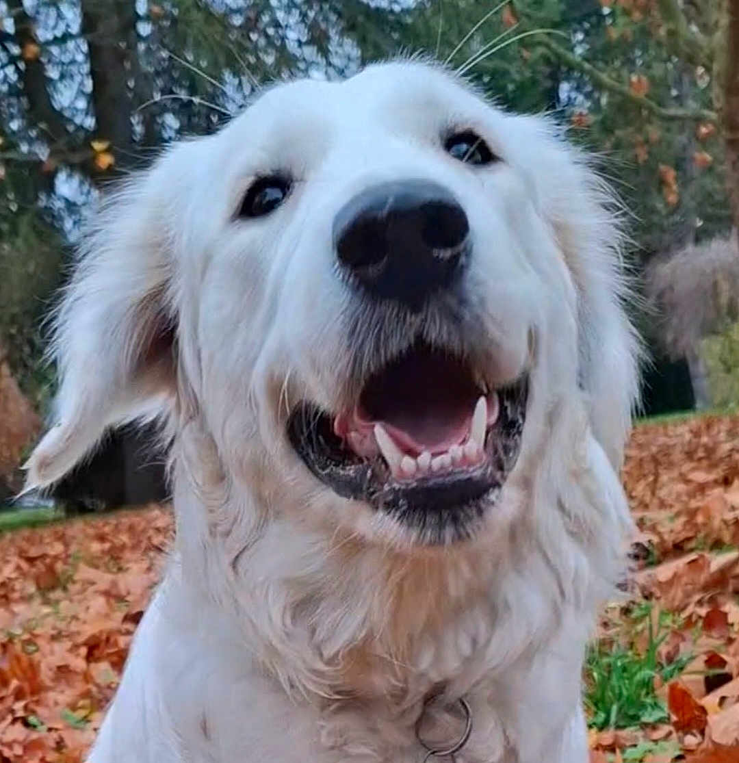 Mia participe au concours pour gagner de l'argent avec cette photo : dog, white_dog, happy, smiling, outdoor, autumn, leaves, trees, nature, pet, canine, fur, closeup, animal, playful, park, fall, tongue, collar, friendly