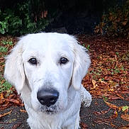 Mia a rejoint le concours — aidez-le/la à gagner de superbes lots ! dog, white_dog, outdoor, autumn, fall_leaves, path, nature, canine, pet, fur, walking, close_up, leaf_litter, seasonal, forest, animal, mammal, cute, friendly, curious