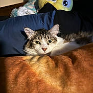 Olaf joined the competition — help win amazing prizes! cat, blanket, bed, plush_toys, indoor, sleepy, cozy, fur, ears, pet, resting, soft_light, furniture, cushion, domestic_animal, cute, relaxed, feline, comfort, home