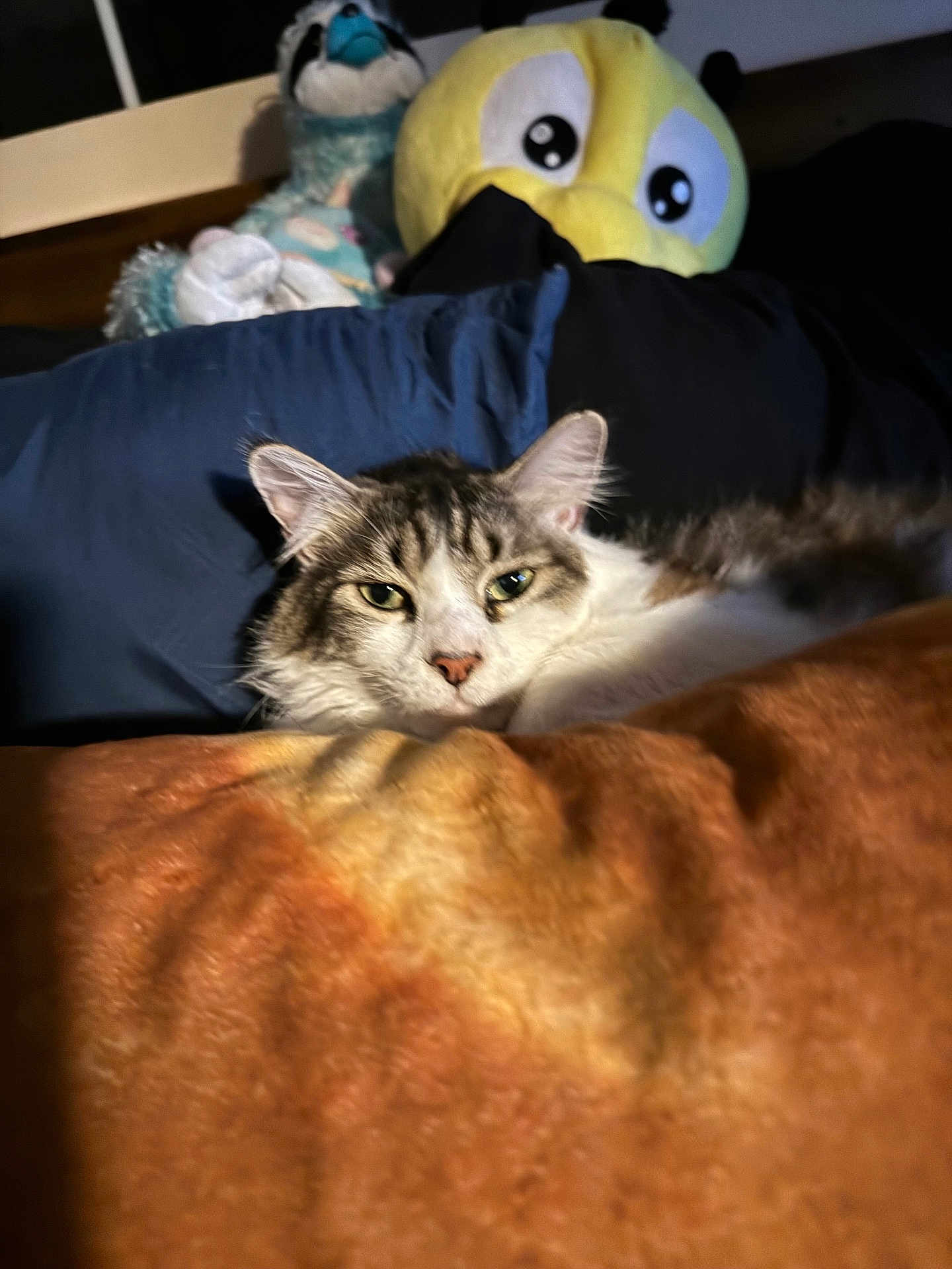 Olaf joined the competition — help win amazing prizes! cat, blanket, bed, plush_toys, indoor, sleepy, cozy, fur, ears, pet, resting, soft_light, furniture, cushion, domestic_animal, cute, relaxed, feline, comfort, home