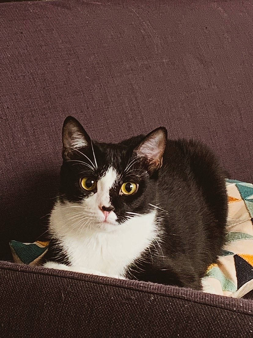 Uxie a rejoint le concours — aidez-le/la à gagner de superbes lots ! box, carnivore, cat, comfort, domestic_short_haired_cat, eye, felidae, fur, grey, paw, sitting, small_to_medium_sized_cats, snout, tail, whiskers