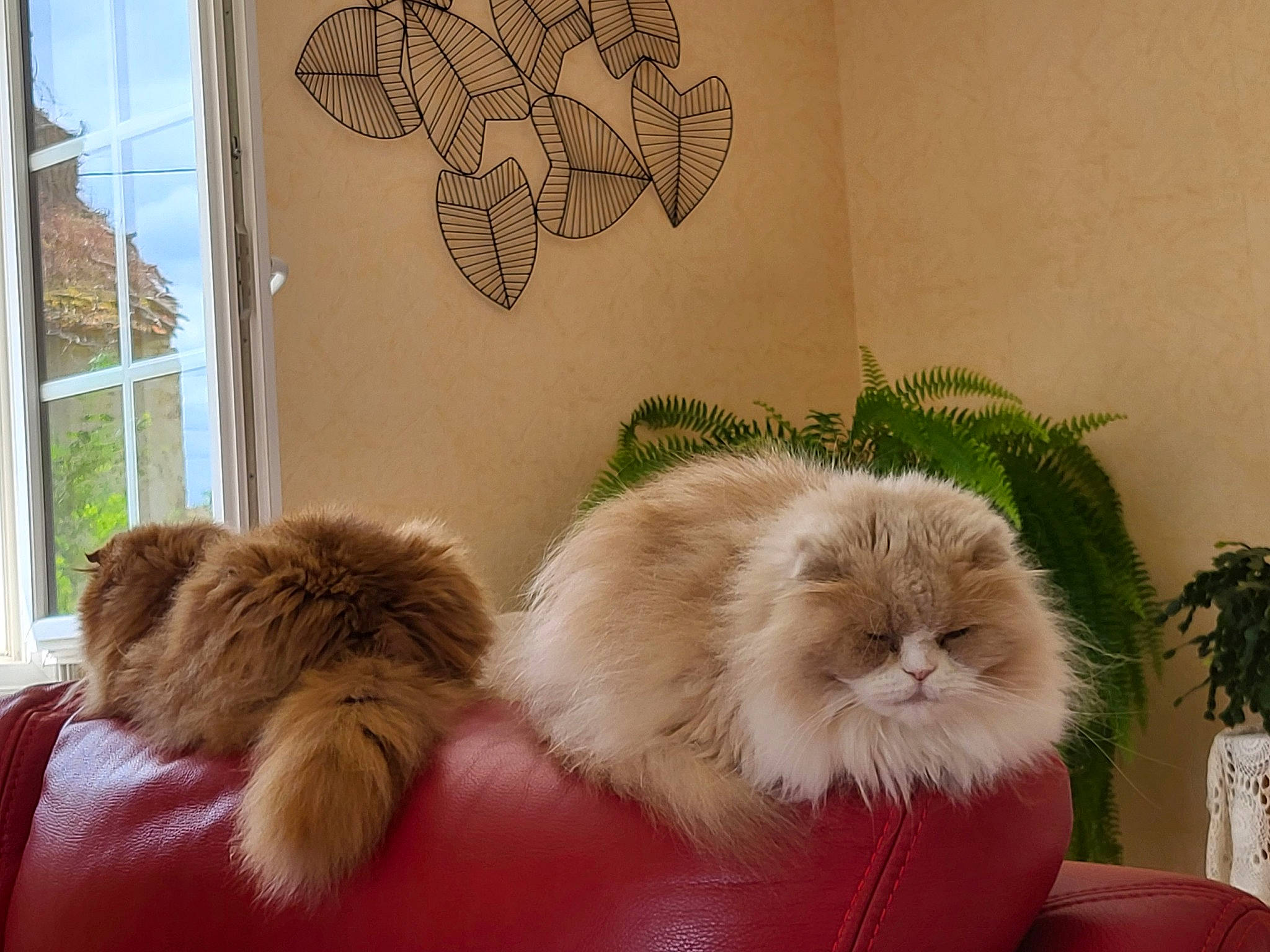 Davidson participe au concours pour gagner de l'argent avec cette photo : carnivore, cat, comfort, companion_dog, couch, felidae, fur, houseplant, paw, plant, room, small_to_medium_sized_cats, tail, terrestrial_animal, textile, whiskers, window