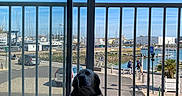 Snowelle a rejoint le concours — aidez-le/la à gagner de superbes lots ! dog, pet, long_hair, fluffy_bed, indoor, balcony, marina, harbor, boats, sailboats, water, sky, clouds, sunny, window, blinds, railing, street, cars, palm_tree