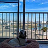 dog, pet, long_hair, fluffy_bed, indoor, balcony, marina, harbor, boats, sailboats, water, sky, clouds, sunny, window, blinds, railing, street, cars, palm_tree