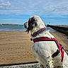 dog, white_dog, fluffy, long_hair, sitting, seaside, beach, shoreline, ocean, water, pier, harbor, sky, clouds, sand, outdoors, pink_harness, collar, profile, coastal_landscape