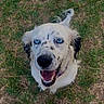 dog, pet, animal, canine, white_fur, spotted_fur, blue_eyes, happy, smiling, open_mouth, portrait, close_up, outdoor, grass, lawn, sitting, tail, collar, floppy_ears, photography