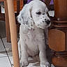 dog, puppy, white_dog, fluffy, sitting, indoors, wooden_table, furniture, tile_floor, home, portrait, pet, animal, curly_fur, long_ears, black_nose, front_view, small_dog, cute, household