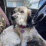 dog, english_setter, pet, white_fur, speckled_fur, blue_eyes, long_ears, collar, pet_tag, sitting, car, car_interior, passenger_seat, steering_wheel, side_mirror, window, camouflage, outdoor, cloudy_sky, portrait