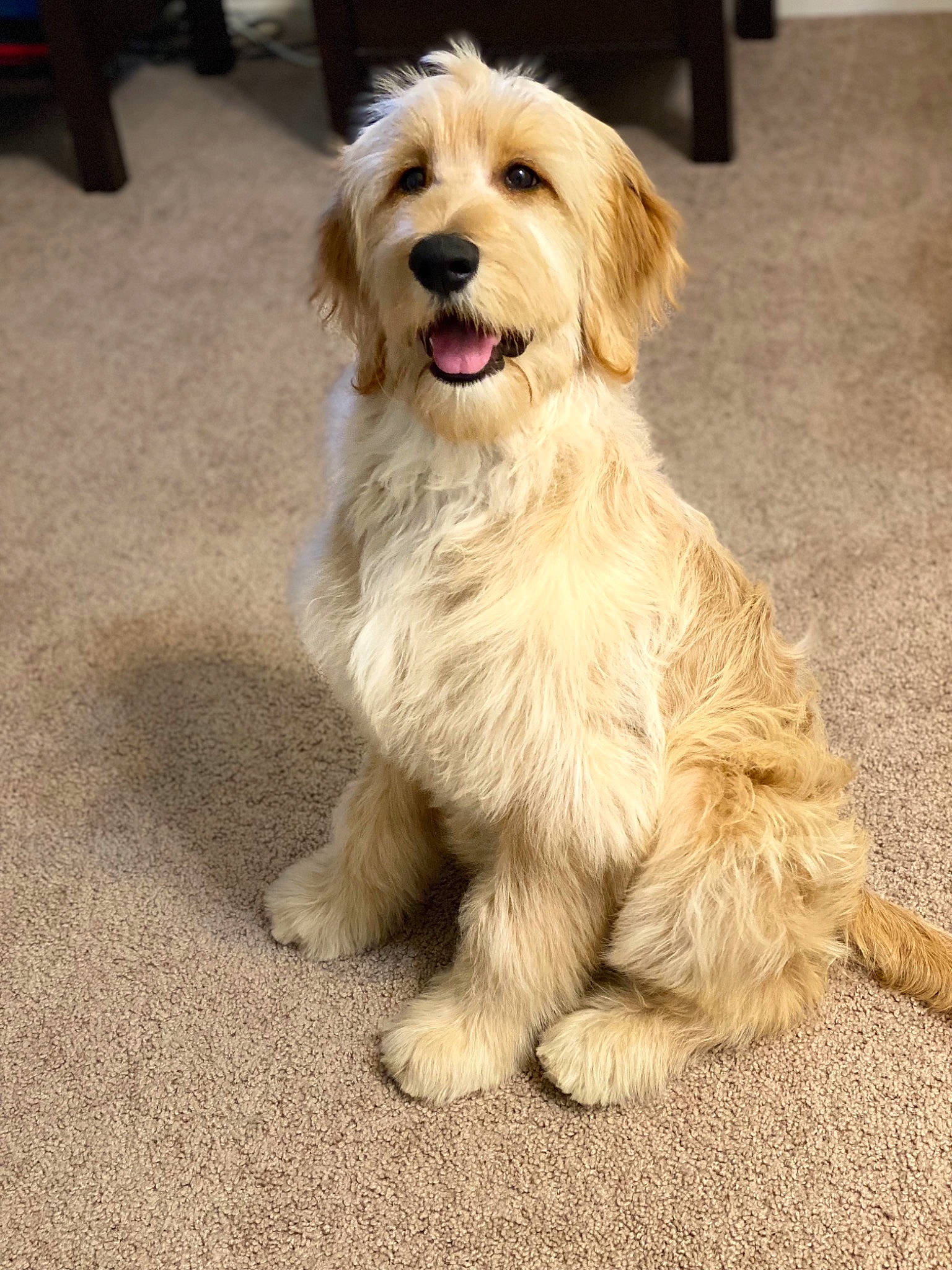 Kara is registered to the contest to win money with this photo: canidae, carnivore, companion_dog, dog, dog_breed, flooring, fur, maltepoo, non_sporting_group, paw, road_surface, small_terrier, snout, tail, terrestrial_animal, terrier, toy_dog, water_dog, working_animal, working_dog