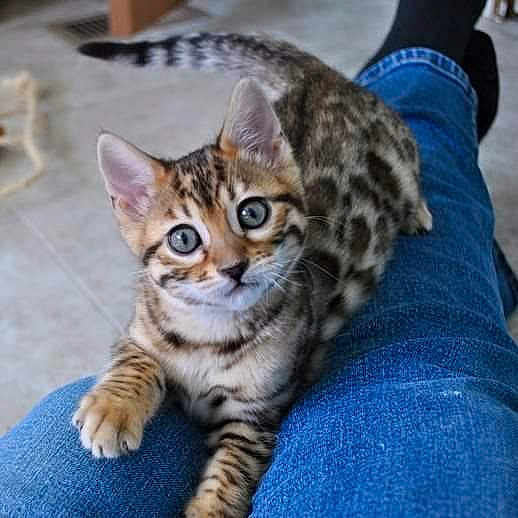 Zoe joined the competition — help win amazing prizes! arabian_mau, asian, bengal, california_spangled, carnivore, cat, domestic_short_haired_cat, dragon_li, egyptian_mau, european_shorthair, felidae, kitten, mammal, savannah, small_to_medium_sized_cats, sokoke, tabby_cat, toyger, vertebrate, whiskers