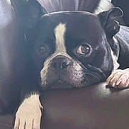 Toby is registered to the contest to win money with this photo: animal, black_and_white, boston_terrier, canine, close_up, cute, dog, ears, expression, face, fur, indoor, laying_down, leather, paw, pet, portrait, resting, snout, soft_light