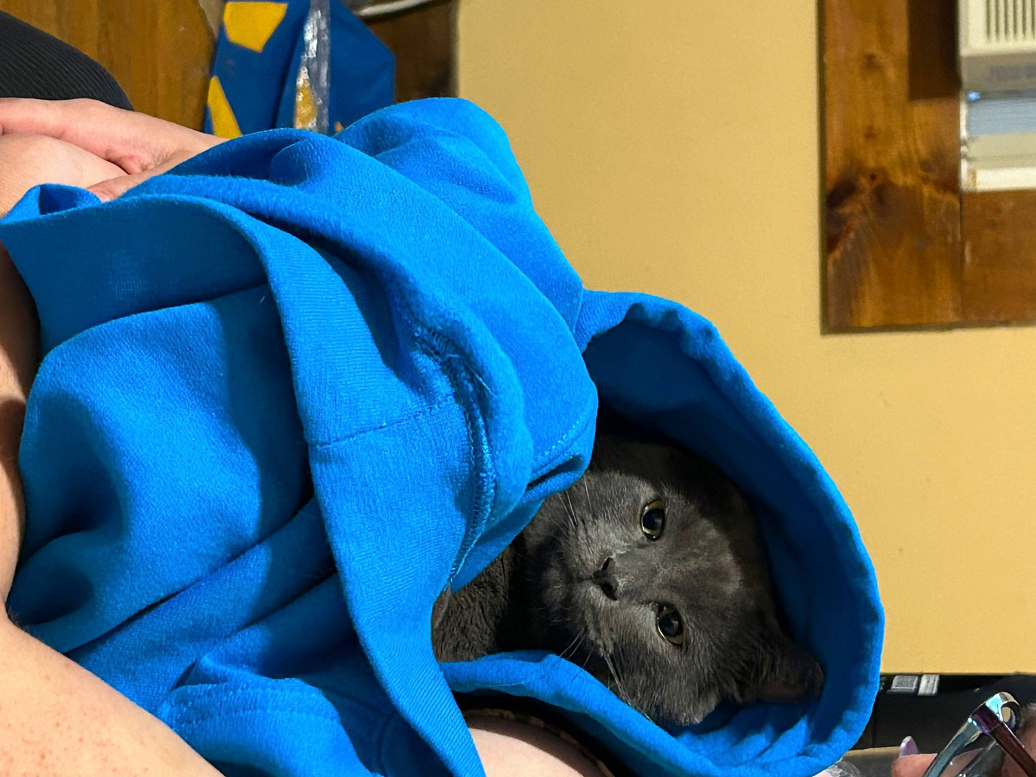 Axel is registered to the contest to win money with this photo: bag, blue, cap, carnivore, comfort, companion_dog, dog_breed, electric_blue, fashion_accessory, felidae, fur, hat, human_leg, linens, personal_protective_equipment, room, sportswear, sun_hat, thigh, whiskers