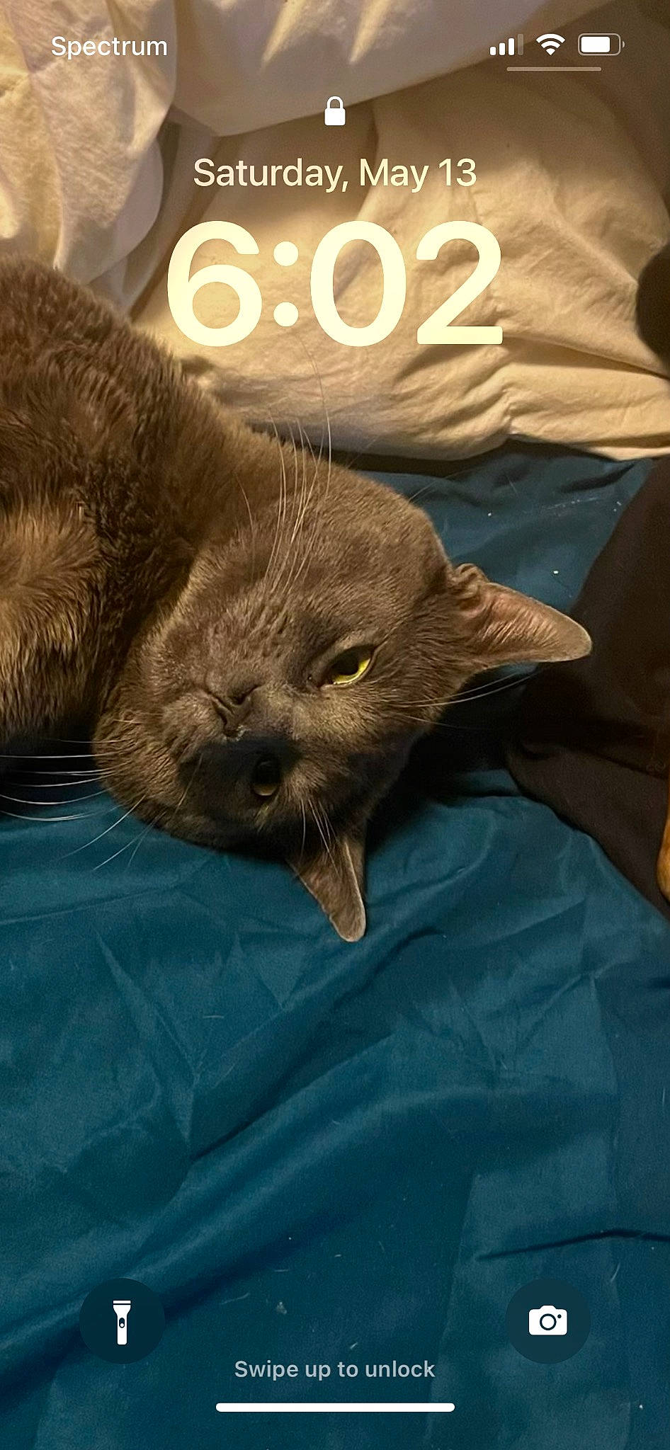 Axel is registered to the contest to win money with this photo: black_cat, carnivore, cat, claw, comfort, domestic_short_haired_cat, felidae, fur, linens, nap, photo_caption, small_to_medium_sized_cats, snout, terrestrial_animal, whiskers