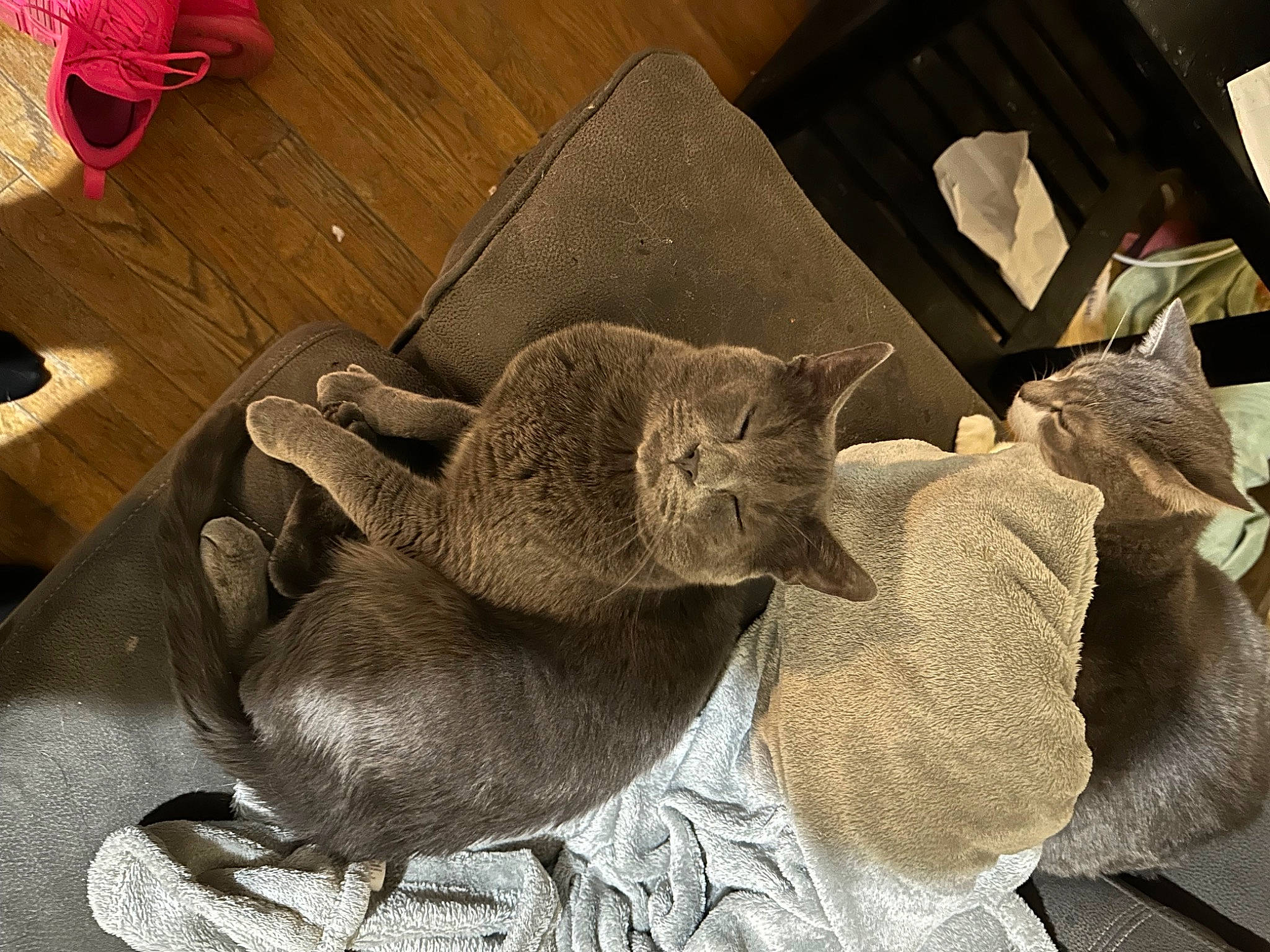 Axel joined the competition — help win amazing prizes! carnivore, cat, cat_bed, comfort, domestic_short_haired_cat, fawn, felidae, flooring, foot, fur, grey, nap, russian_blue, sleep, small_to_medium_sized_cats, tail, whiskers, wood