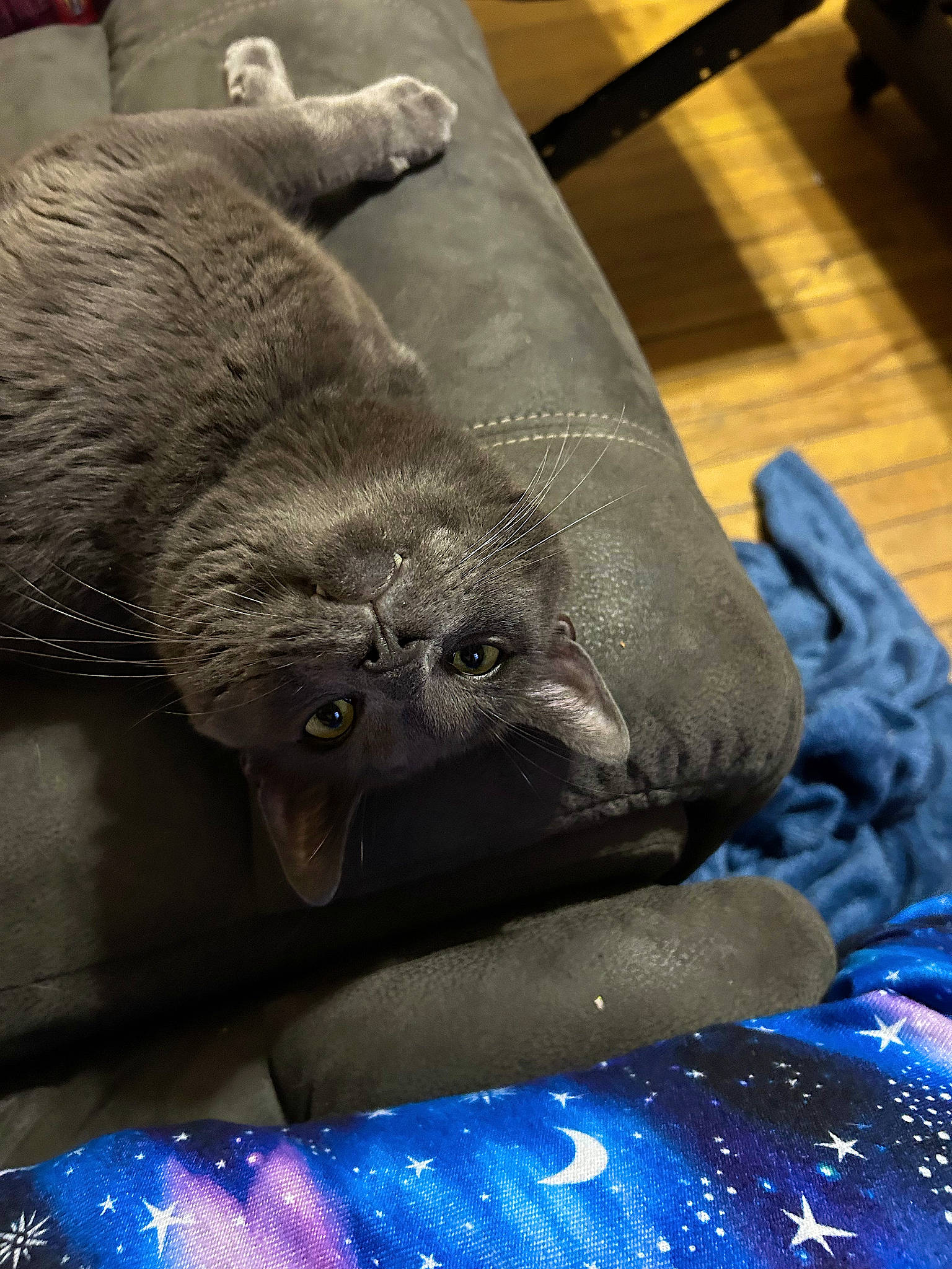 Axel joined the competition — help win amazing prizes! art, artifact, blue, carnivore, claw, comfort, electric_blue, felidae, foot, fur, grey, human_leg, marine_mammal, pattern, small_to_medium_sized_cats, snout, terrestrial_animal, whiskers, wood, wrinkle