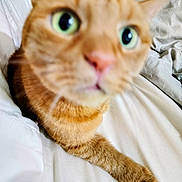 Cassie Clemens is registered to the contest to win money with this photo: cat, orange_tabby, close_up, blurry, green_eyes, paw, fur, indoor, bed, blanket, curious, pet, animal, whiskers, nose, ears, feline, soft, cozy, domestic