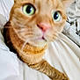 cat, orange_tabby, close_up, blurry, green_eyes, paw, fur, indoor, bed, blanket, curious, pet, animal, whiskers, nose, ears, feline, soft, cozy, domestic