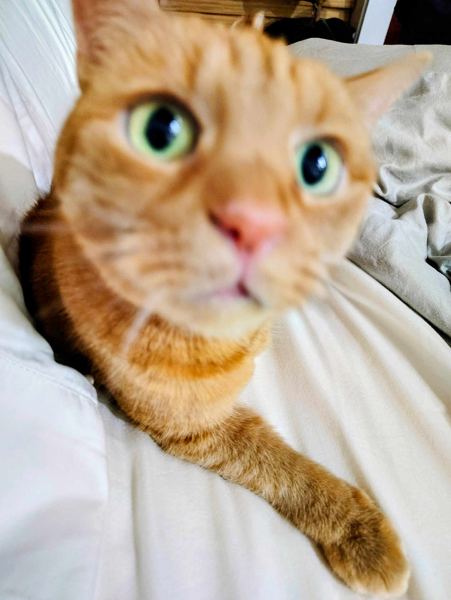 Cassie Clemens is registered to the contest to win money with this photo: cat, orange_tabby, close_up, blurry, green_eyes, paw, fur, indoor, bed, blanket, curious, pet, animal, whiskers, nose, ears, feline, soft, cozy, domestic
