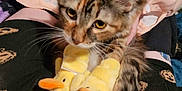 Ducky is registered to the contest to win money with this photo: cat, calico_cat, animal, pet, slippers, yellow_slippers, duck_slippers, person, clothing, shirt, socks, pumpkin_socks, blanket, lap, furry, cute, indoor, resting, cozy, hands