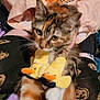 cat, calico_cat, animal, pet, slippers, yellow_slippers, duck_slippers, person, clothing, shirt, socks, pumpkin_socks, blanket, lap, furry, cute, indoor, resting, cozy, hands