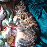 Ducky is registered to the contest to win money with this photo: cat, tabby, sleeping, fluffy, blanket, cozy, indoor, pet, animal, fur, resting, comfort, cute, relaxed, home, soft, warm, colorful, nap, feline