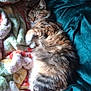 cat, tabby, sleeping, fluffy, blanket, cozy, indoor, pet, animal, fur, resting, comfort, cute, relaxed, home, soft, warm, colorful, nap, feline