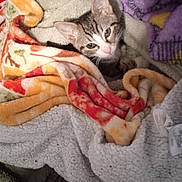 Veen joined the competition — help win amazing prizes! bedding, blanket, cat, cozy, cute, ears, eyes, fabric, fur, indoor, kitten, looking_at_camera, pet, portrait, resting, small, soft_texture, stripes, tabby_cat, whiskers