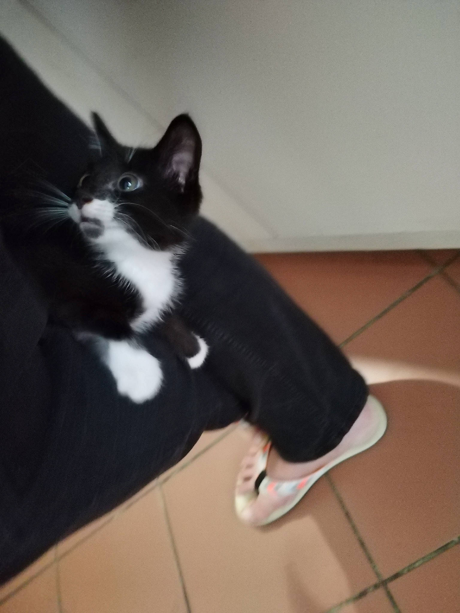 Titi a rejoint le concours — aidez-le/la à gagner de superbes lots ! carnivore, cat, cloud, comfort, domestic_short_haired_cat, felidae, floor, flooring, foot, formal_wear, fur, hardwood, human_leg, room, sky, small_to_medium_sized_cats, tail, whiskers, window, wood