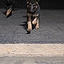 Johnny Cash is registered to the contest to win money with this photo: puppy, dog, german_shepherd, running, driveway, vehicle, pickup_truck, night, outdoor, playful, animal, pet, two_dogs, asphalt, concrete, front_view, motion, young_dog, canine, dark_background