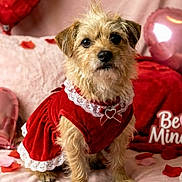 Sandi joined the competition — help win amazing prizes! dog, small_dog, pet, valentine, red_dress, lace, heart_bow, rose_petals, balloon, pink_decor, cute, portrait, fur, brown_eyes, black_nose, sitting, indoors, cushion, cozy, festive