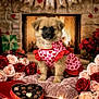 dog, puppy, valentine, heart_pattern, dress, roses, pink_roses, red_roses, chocolates, heart_shaped_box, pillow, fireplace, cozy, pearls, bow, gift, floral, portrait, indoor, decorations