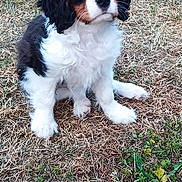 Bounty a rejoint le concours — aidez-le/la à gagner de superbes lots ! puppy, dog, tricolor, grass, outdoor, young, cute, pet, animal, fur, ears, sitting, small, nature, adorable, curious, eyes, nose, muzzle, whiskers