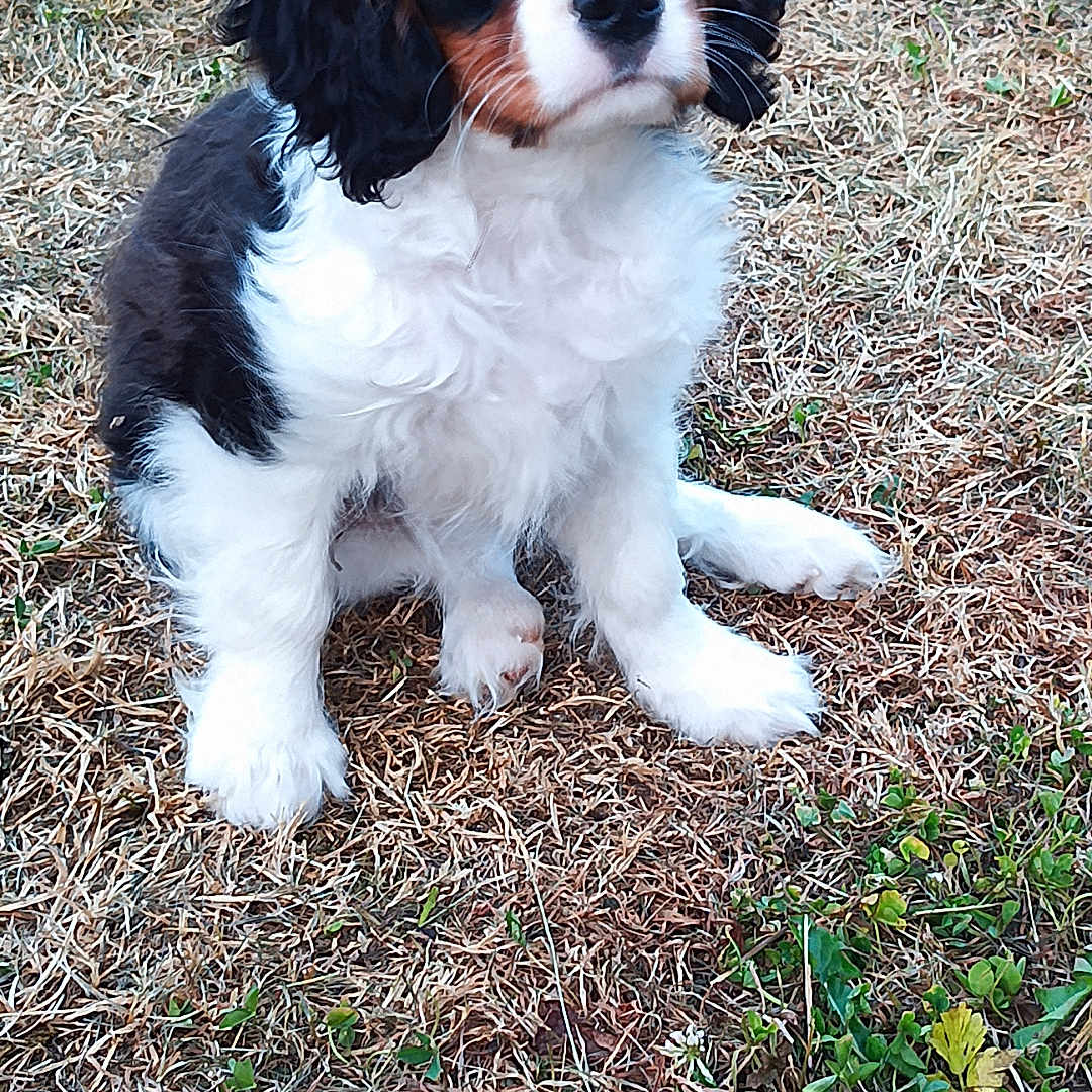 Bounty a rejoint le concours — aidez-le/la à gagner de superbes lots ! puppy, dog, tricolor, grass, outdoor, young, cute, pet, animal, fur, ears, sitting, small, nature, adorable, curious, eyes, nose, muzzle, whiskers