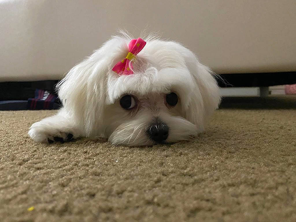 Abby joined the competition — help win amazing prizes! bichon, bolonka, canidae, carnivore, chinese_imperial_dog, companion_dog, dog, dog_breed, kyi_leo, lhasa_apso, lowchen, maltepoo, maltese, mammal, puppy, rare_breed_dog, shih_tzu, snout, toy_dog, vertebrate
