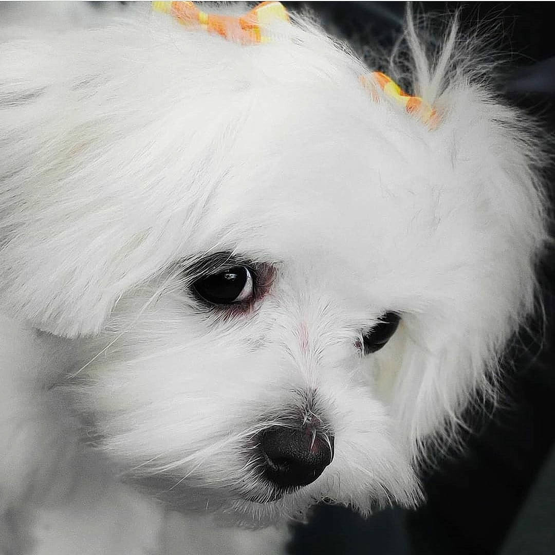 Abby is registered to the contest to win money with this photo: bichon, canidae, carnivore, companion_dog, coton_de_tulear, dog, dog_breed, havanese, kyi_leo, lowchen, maltepoo, maltese, mammal, non_sporting_group, nose, puppy, rare_breed_dog, snout, toy_dog, white